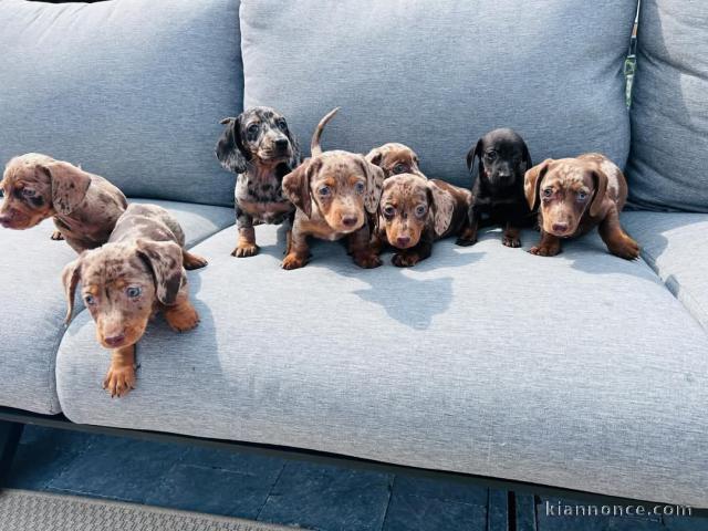 Chien teckel a donné 