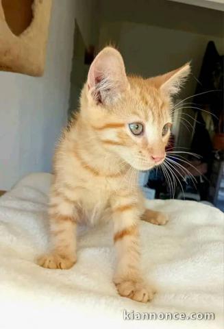 Chaton roux a donner 