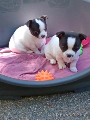 chiot chihuahua femelle a donner 