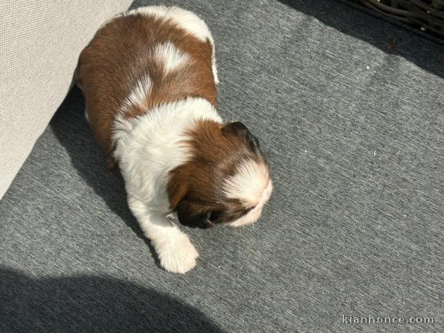 Je donne chiot Shih Tzu femelle 