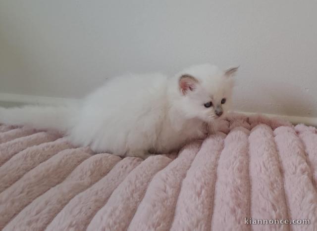 je donne chaton sacré brimanie mâle urgent 