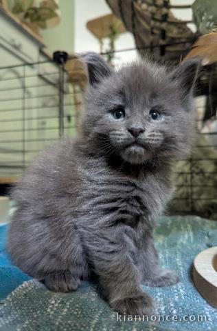 Je donne chaton Maine coon adorable 