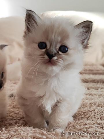 Chaton sacré brimanie a donner femelle 