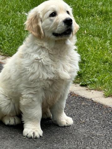 Bébé chiot golden retriever femelle adorable 