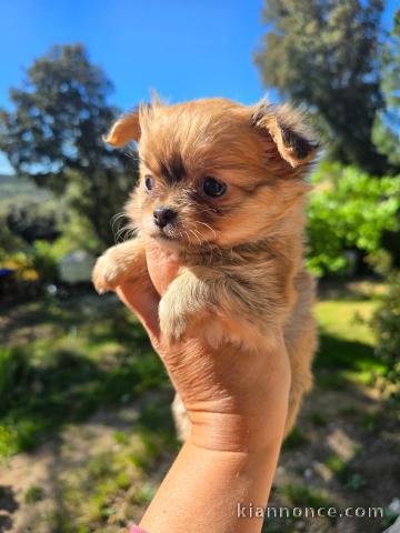 chiot chihuahua à adopter 