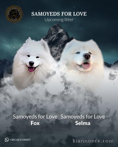 Chiens adultes Samoyed et chiots à vendre