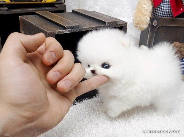 A DONNER CHIOTS SPITZ NAINS BLANC 