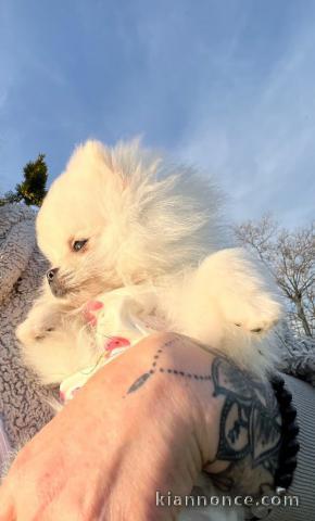 je donne chiot spitz allemand 