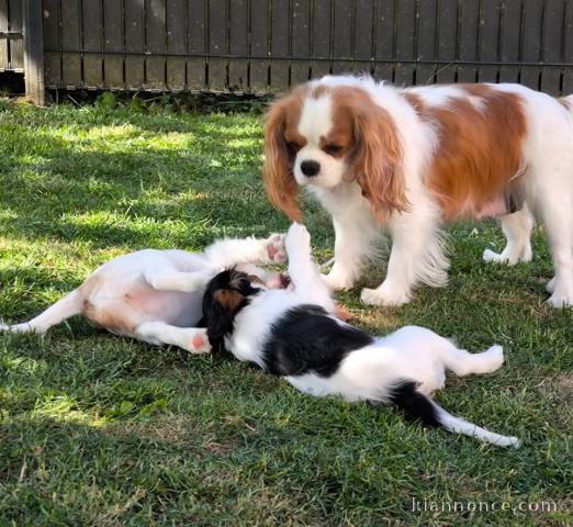 adoption chiot cavalier king charle 
