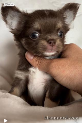 chiot chihuahua femelle a donner 