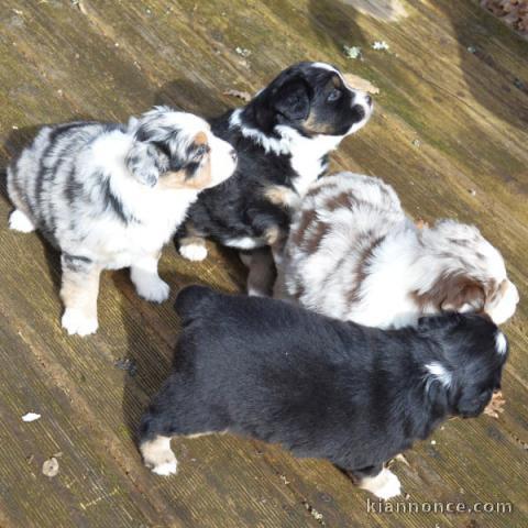 adoption chiot berger australien 