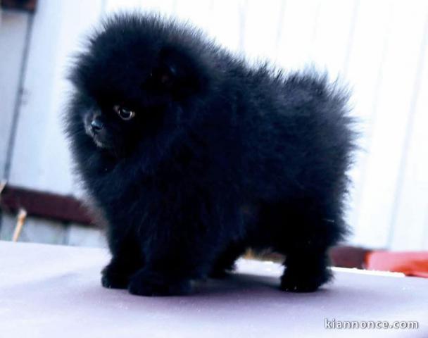 Bébé chiot spitz allemand noir contre bons soins 