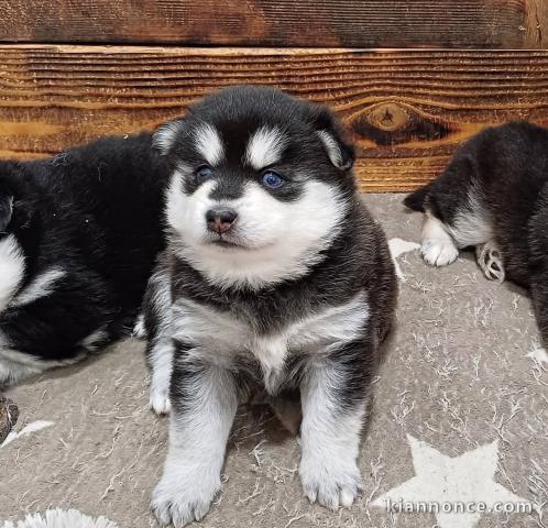 Bébé chiot pomsky a donner 