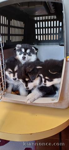 Dons chiot pomsky disponible 