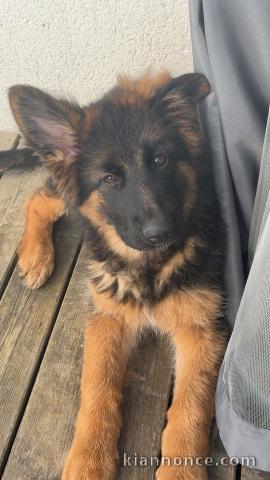chiots berger allemand lof à donner 