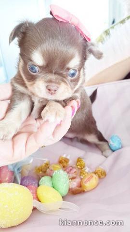 Je donne chiot chihuahua femelle 