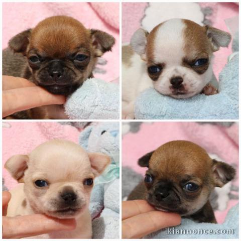 chiots chihuahua à adopter 