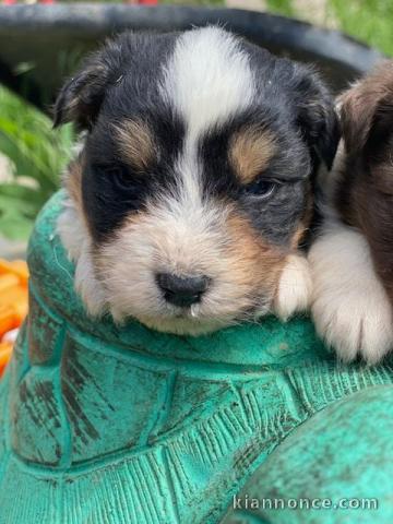 adoption chiot berger australien 