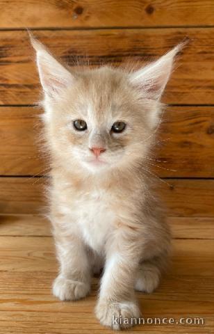 Chaton Maine coon a donner urgent 