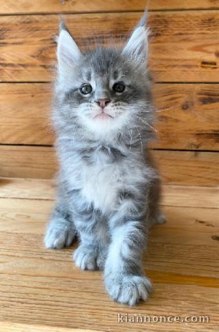 Chaton Maine coon adorable a donner 
