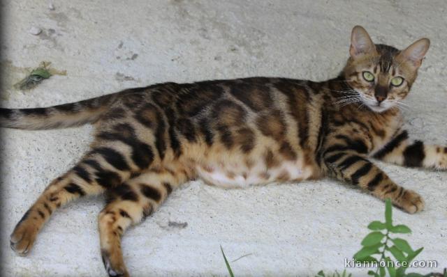 Bengal a donner contre bon soin femelle 