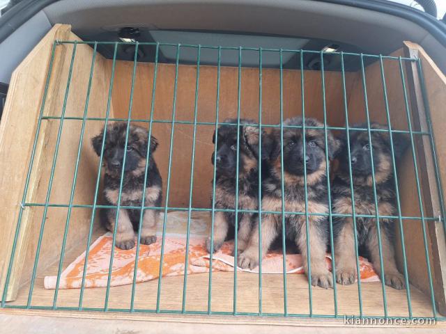 Chiots berger allemand disponible 