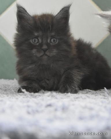 Adoption chatons maine coon 