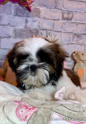 chiots Shih Tzu à donner 