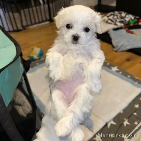 Chiots bichon maltais à adopter 