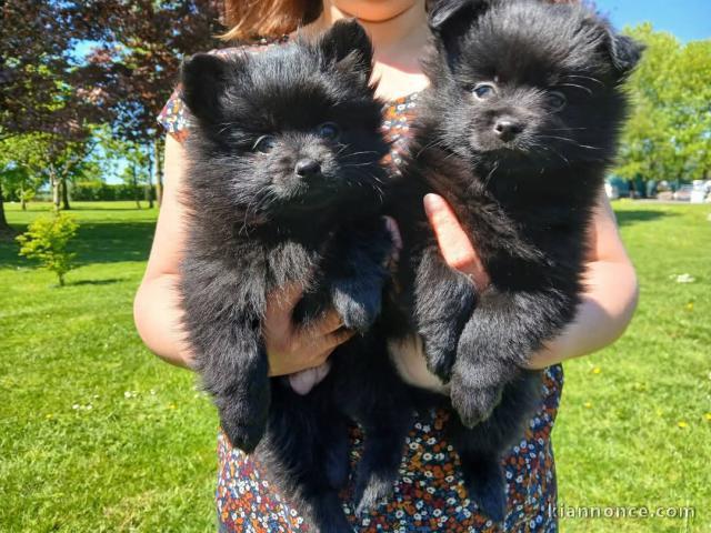 Chiots spitz allemand race pure 