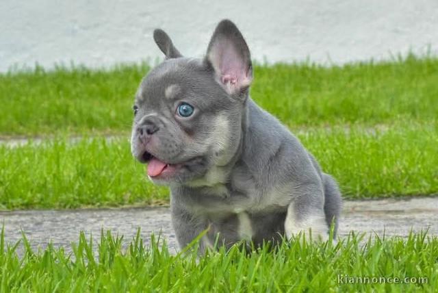 Disponible chiot bulldog français 