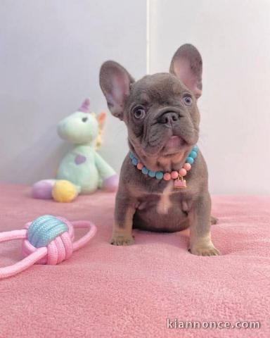 Bébé chiot bulldog français mâle à donner 