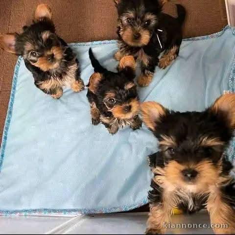 chiots Yorkshire à donner 