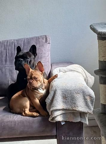 Chiots bouledogue français à donner âgés de 3 moi 