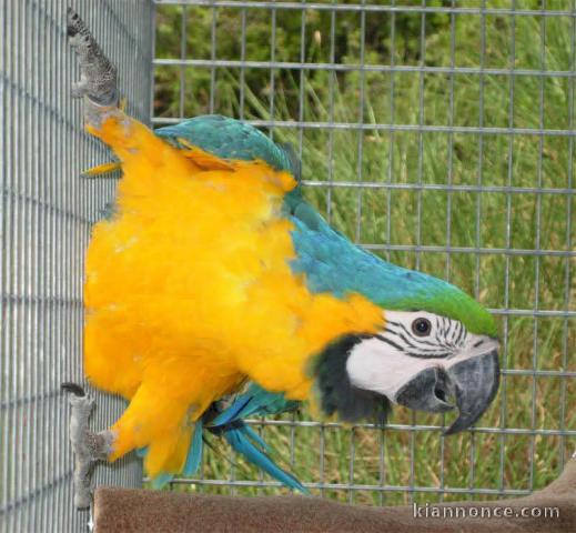 Disponible perroquet gris Gabon 