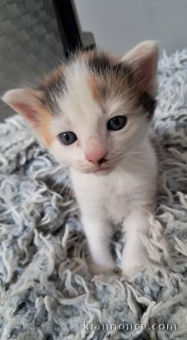 Je donne chaton dispo 