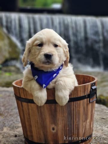 Chiots golden retriever mâle a donner 
