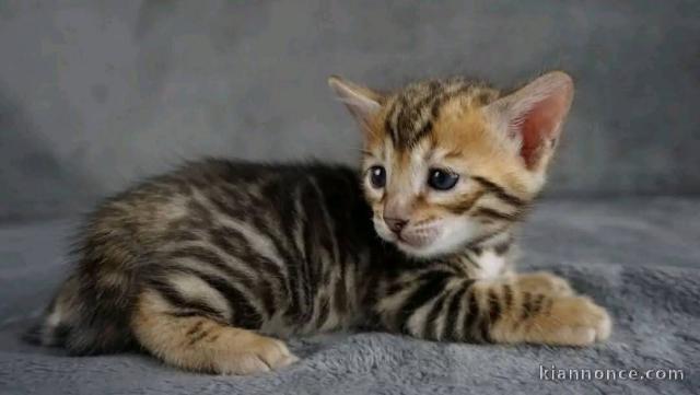 Bébé chaton Bengal disponible 