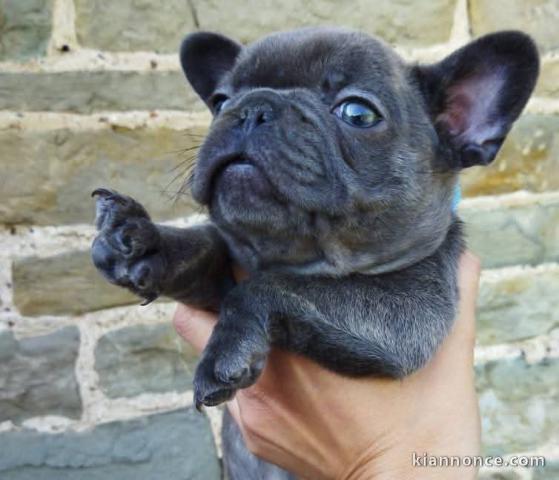 Chiots bulldog français mâle à donner 