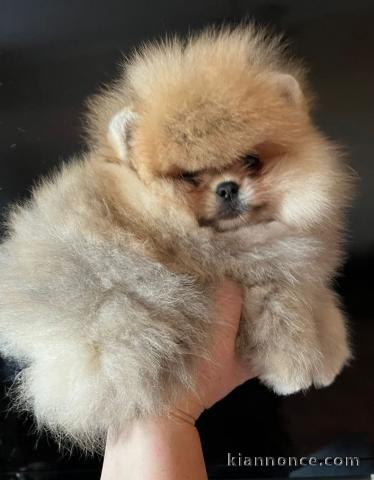 Chiots spitz allemand race pure 
