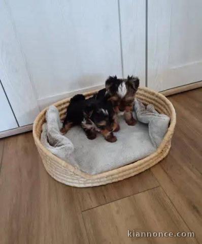 chiots York disponible 