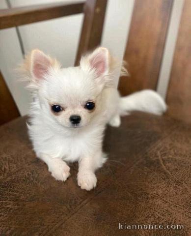chiots chihuahua femelle a donner 