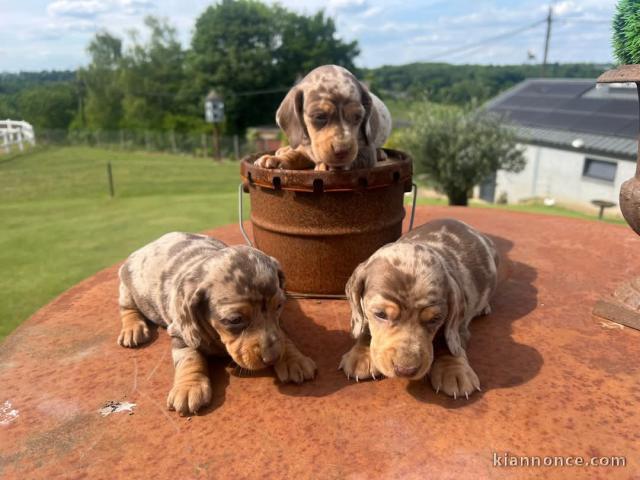 chiots Teckel nain a donner contre bon soin 
