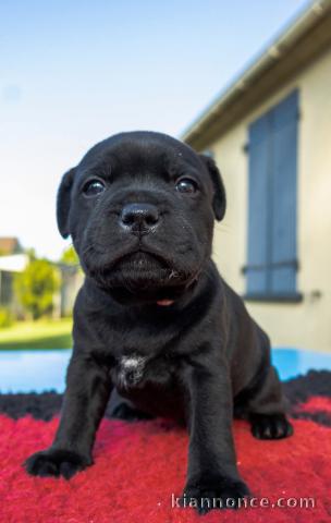 chiots staffie à adopter 