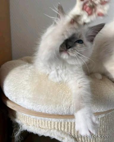 Chaton a donner contre bon soin 