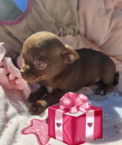 Bébé chiot chihuahua disponible 