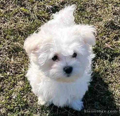chiots bichon maltais à adopter 