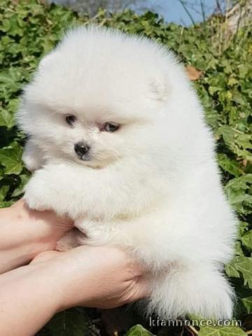 Je donne chiot spitz allemand 