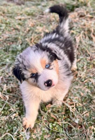 Chiots berger australien disponible de suite 