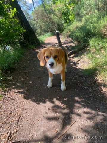 Disponible chiot beagle disponible 